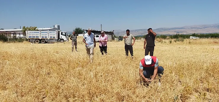 Devlet Desteği Sonuç Verdi! Malatya'da 500 Tonluk Rekolte Bekleniyor