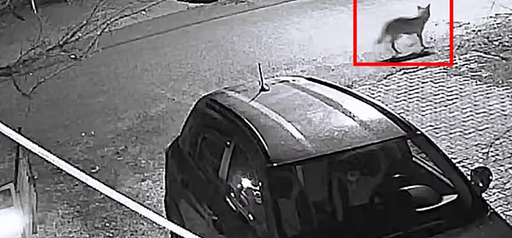 Doğanşehir'de Beklenmedik Misafir: Aç Kalan Kurt Mahalleye İndi!