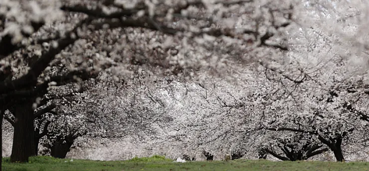Dünya Kayısı Başkenti Malatya'da Görsel Şölen: Bahçeler Beyaza Büründü!