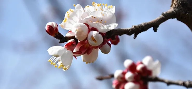 Kale'de Kayısı Ağaçları Mevsime Meydan Okuyor: Çiftçiyi Tedirgin Eden Görüntü!