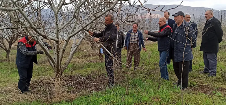 Kale'de Meyve Üreticisine Budama Dersi: Yanlış Budama Verimi Düşürüyor!