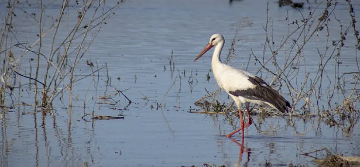 Karakaya Barajı'nda Bahar Mesaisi: Göç Yolundaki Leylekler Yuvalarına Döndü!