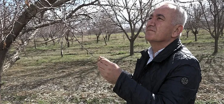 Kayısı Üreticisine Kötü Haber: Rekolte Beklentisi Düştü!