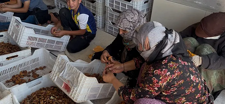 Kayısıda Tüccar Oyunu! Fiyatlar Dibi Gördü