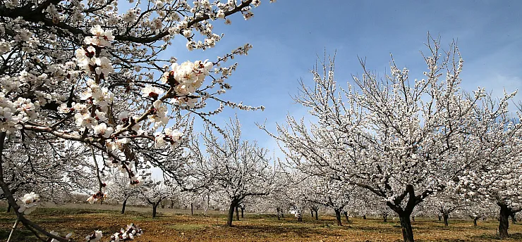 Kayısının Başkenti Malatya'da Doğa Her Mevsim Yeniden Canlanıyor!