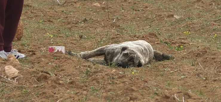 Kuşdoğan'da Kan Donduran İddialar: Zehirlenen ve Vurulan Hayvanlar!