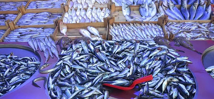 Balık Pazarı'nda Sürpriz Tercih: Favori Belli Oldu