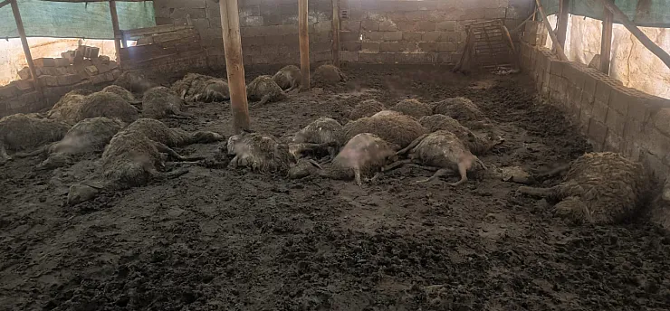 Malatya Arguvan'da Kurt Dehşeti! Bir Gecede 40 Koyun Telef Oldu