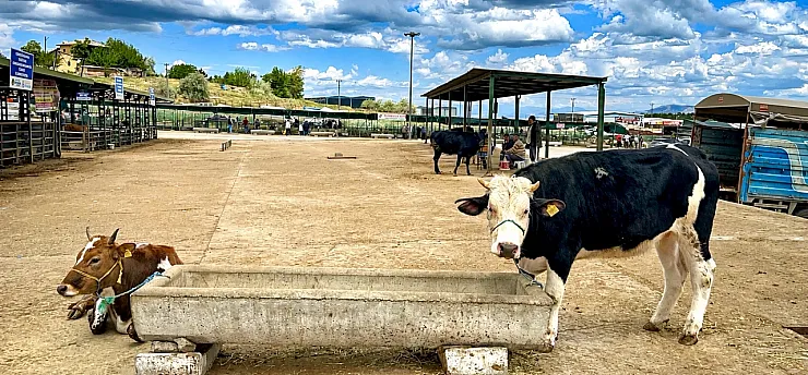 Malatya Canlı Hayvan Pazarı'nda Bayram Dengesi!