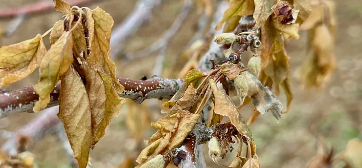 Malatya Çiftçilerine Kritik Uyarı! Zirai Dona Karşı Nasıl Tedbirler Alınmalı?