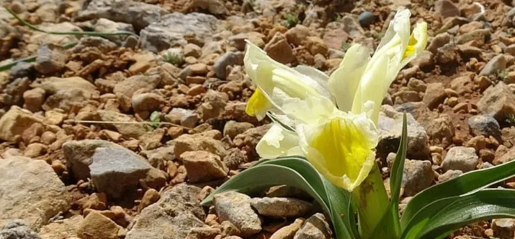 Malatya'da 1600 Rakımda Görsel Şölen! Nesli Tehlikedeki Endemik Bitki Çiçek Açtı