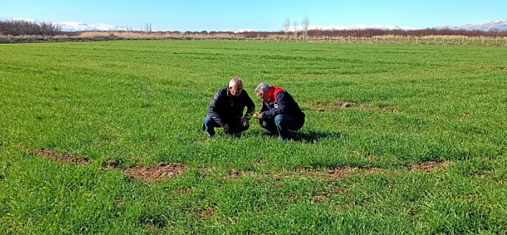 Malatya'da Altın Sarısı Başaklar Mercek Altında: Buğday Tarlalarında Hastalık Nöbeti!