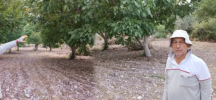 Malatya'da Bahçelerden Ceviz Çıkıyor! Hasat Zamanı Geldi