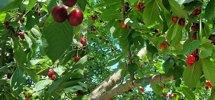 Malatya'da Dalbastı Kirazında Hasat Başladı! İşçi Çıkmazı Sürüyor