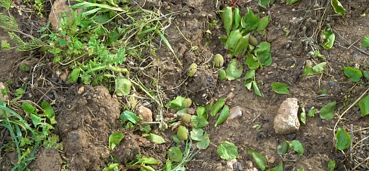 Malatya'da Dolu Bilançosu Ağır! Üreticiler Destek Bekliyor