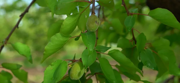 Malatya'da Dolu Kabusu! 7 İlçede Kayısı Zarar Gördü