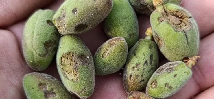 Malatya'da Dolu Tarım Arazilerini Vurdu! Vali Yavuz'dan Hasar Tespiti Talimatı