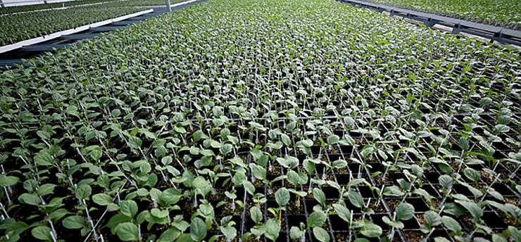 Malatya'da Fide Dağıtımı İçin Başvuru Tarihleri Netleşti!