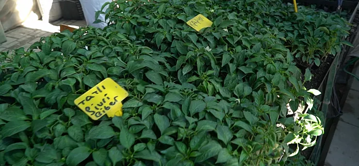 Malatya'da Fide Sezonu Açıldı! İşte En Çok Satılan Ürünler