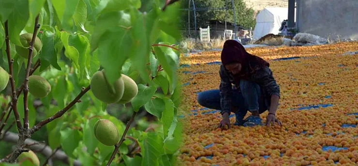Malatya'da Gözler Hasat Sezonunda! İşçinin Günlük Yevmiyesi Ne Kadar?