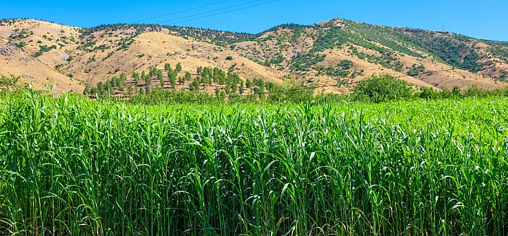 Malatya'da Hasadı Yapıldı, Verimi Şaşırttı! Süt Üretiminde Dikkat Çeken Artış