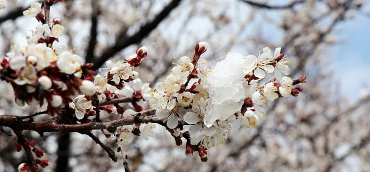 Malatya'da Kar Mesaisi! Üretici Don Riskine Karşı Teyakkuzda