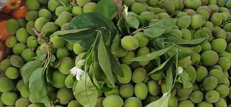 Malatya'da Kayısı Alarmı! Çağla Fiyatları Cep Yakıyor