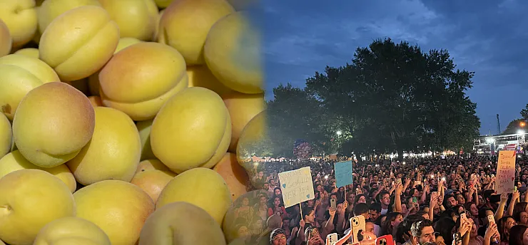 Malatya'da Kayısı Festivali Coşkusu Başlıyor