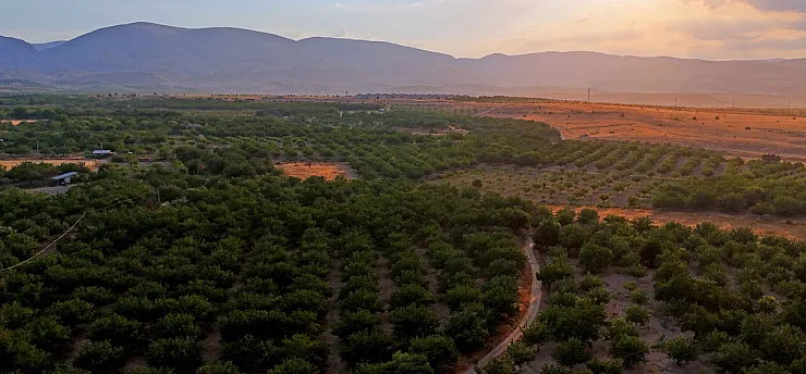 Malatya'da Kayısı Sadece Geçim Kaynağı Değil! Milyonlarca Ağaç Ekolojik Dengeyi Destekliyor