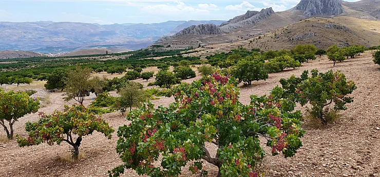 Malatya'da Kayısıya Alternatif Olarak Ekildi, Yıllar Sonra Gelir Kapısı Oldu!