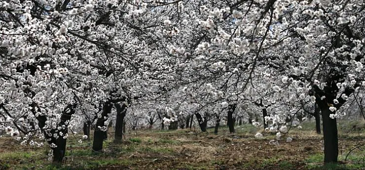 Malatya'da Kritik Hafta Sonu Uyarısı! Kayısı İçin Zirai Don Alarmı!