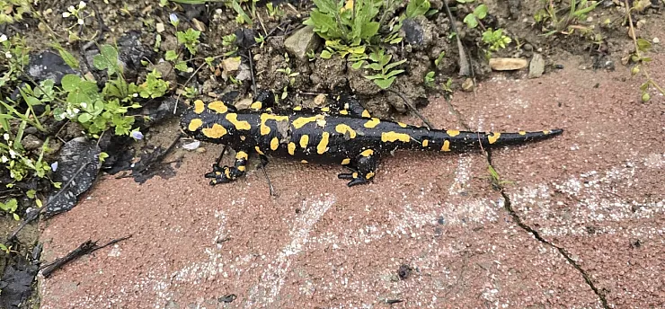 Malatya'da Nadir Görülüyor! Gündüzbey'de Ortaya Çıkan O Canlı Heyecan Yarattı!