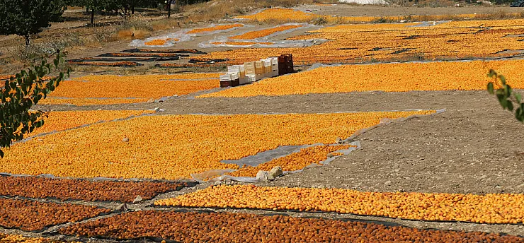Malatya'da Sezonun Son Kayısıları Toplanıyor! Yüksek Rakım Dikkat Çekiyor