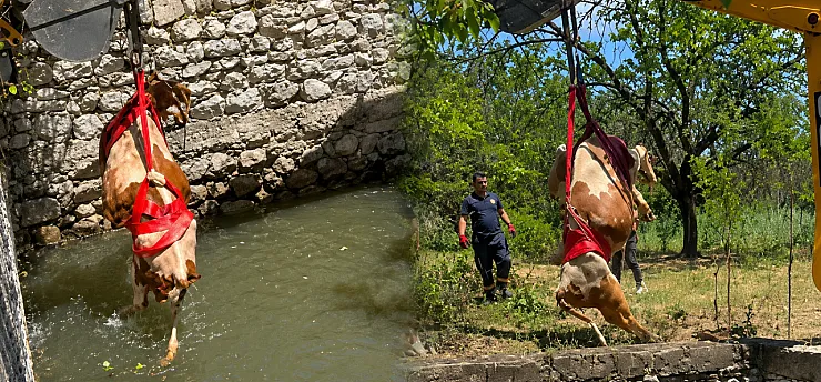 Malatya'da Sulama Havuzuna Düşen Gebe İnek 2 Saatte Kurtarıldı!