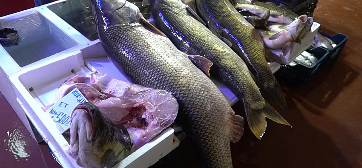 Malatya'da Tezgah Dar Geldi: 2 Metre 20 Santim Boyundaki Dev Balığı Görenler İnanamıyor