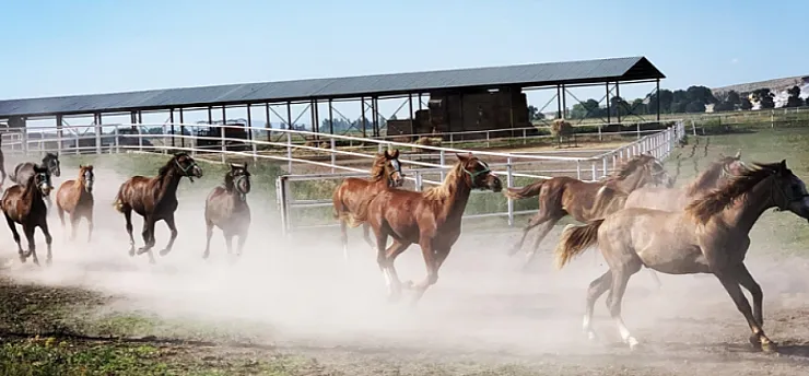 Malatya'da TİGEM Safkan Arap Tayı Satışları Başlıyor!