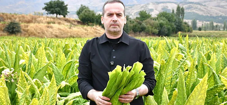 Malatya'da Tütün Üreticisi İsyanda! Fiyatlar Geriledi
