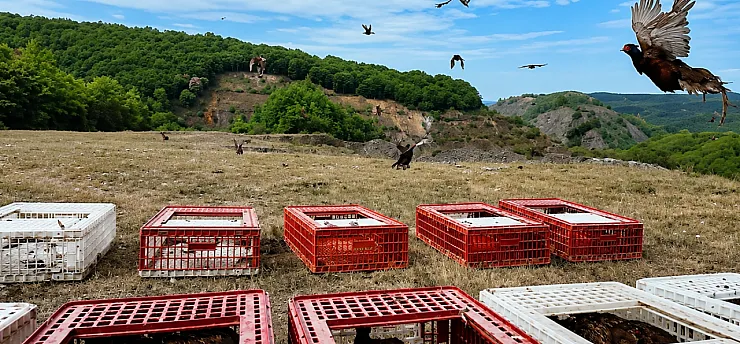 Malatya'da Üretilen Keklikler Kene Mücadelesi İçin Doğaya Salınacak