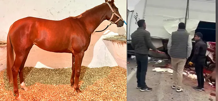 Malatya'da Yarış Atlarını Taşıyan Araç Devrildi! Heyfa Hayatını Kaybetti, Rotoractor Yaralı