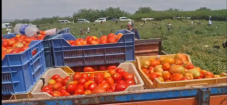 Malatya'da Zarar Eden Çiftçinin Tonlarca Ürünü Tarlada Ücretsiz Dağıtılıyor