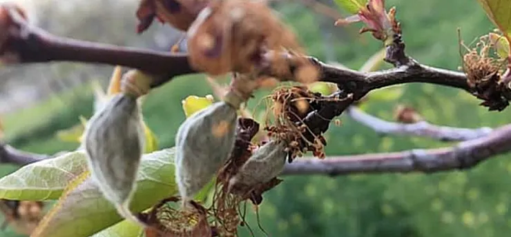 Malatya'da Zirai Dona Karşı 3 Kritik Yöntem!