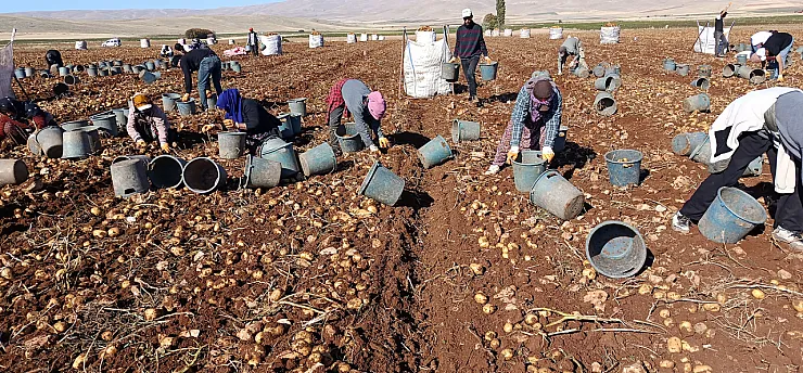 Malatya'dan Tarımda Yerli Hamle! Binlerce Dönüm Arazide Hasat Mesaisi