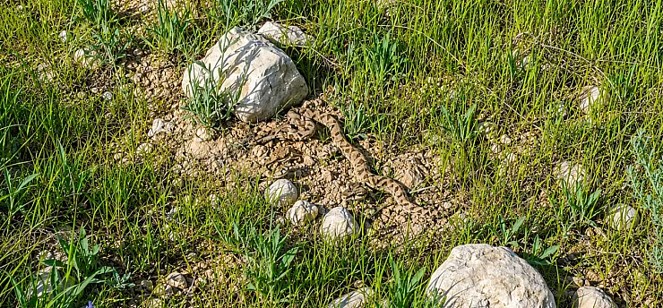 Malatya Darende'de Taşların Arasında Engerek Yılanı Görüldü