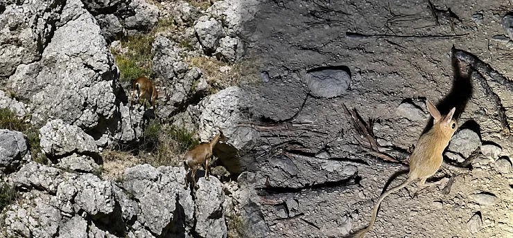 Malatya Darende'nin Dağlarında Ve Ovasında Yaban Hayatı Hareketliliği