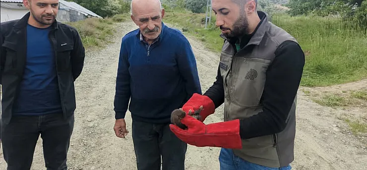 Malatya Doğanşehir'de Annesiz Kalan Yavru Sansar Koruma Altında!