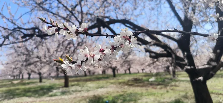 Malatya Doğanşehir'de Kayısı Çiçekleri Görsel Şölen Başlattı!