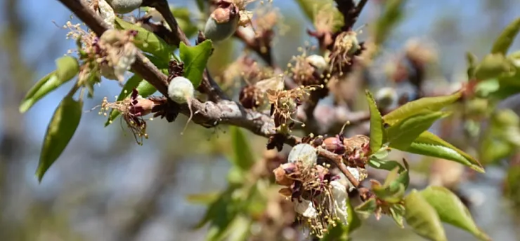 Malatya İçin Valilikten Zirai Don Uyarısı! Tarih ve Saat Verildi!