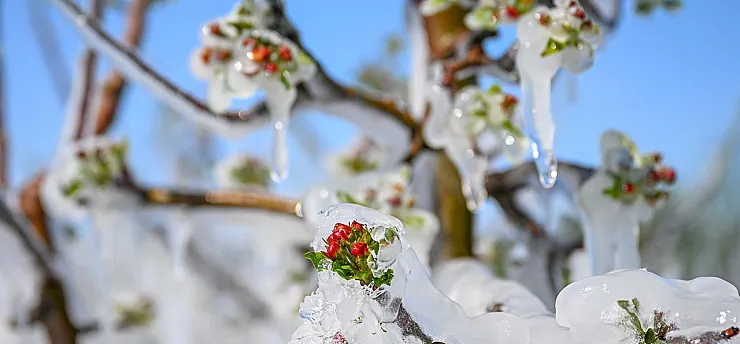 Malatya Kayısısına Meclis Kalkanı! Zirai Don Artık Kader Olmayacak