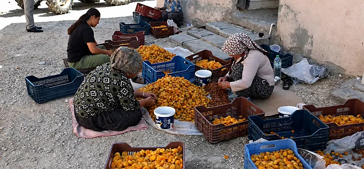 Malatya Kayısısında Fiyat Krizi! Üretici TMO'yu Göreve Davet Etti