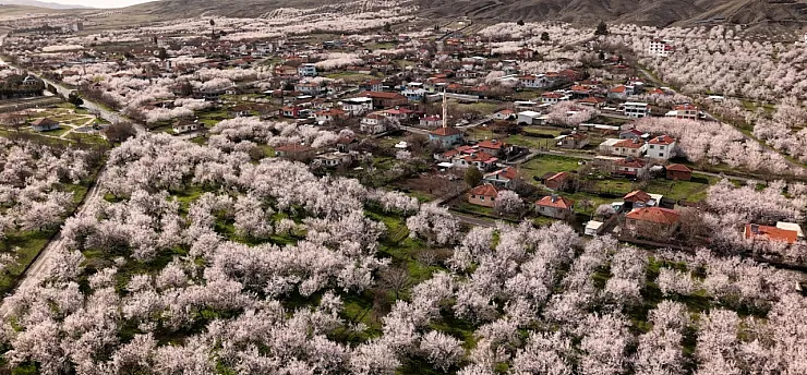 Malatya Kayısısında Kritik Süreç: Asıl Risk Yağışlar!